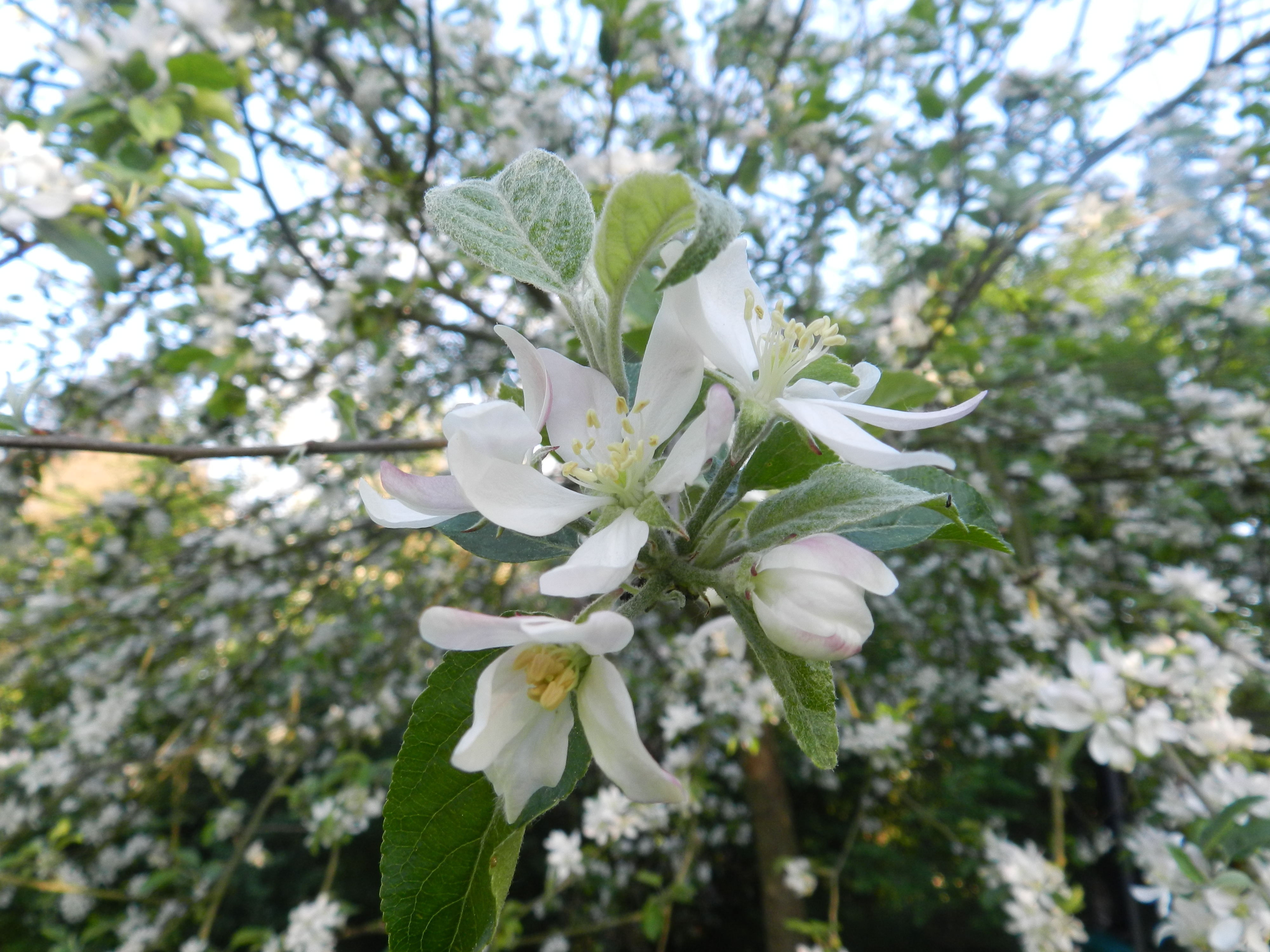 Gros plan de fleur de pommier